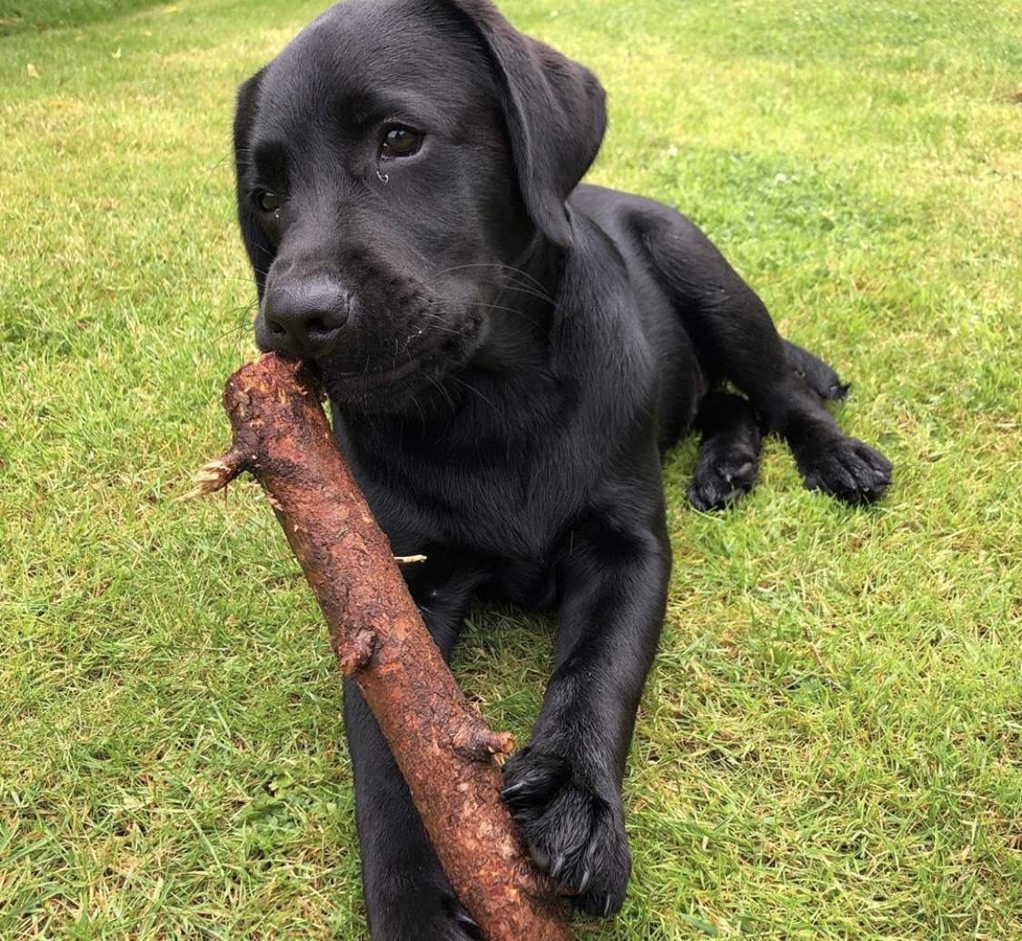 A black Labrador Retriever puppy lying on the grass with a large stick