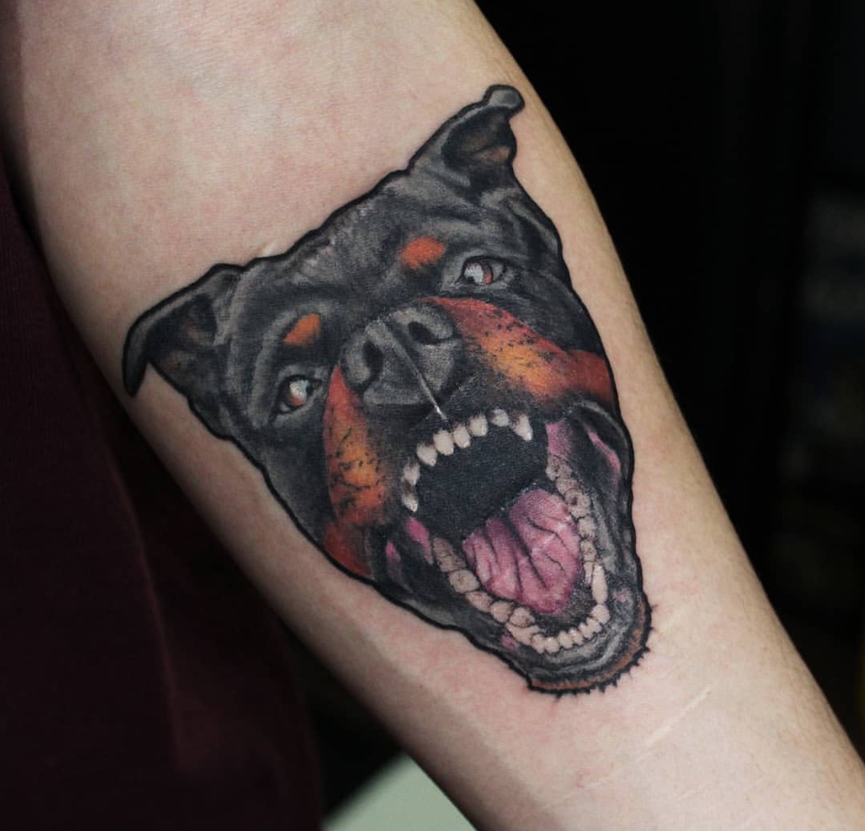face of an aggressive Rottweiler tattoo on the forearm