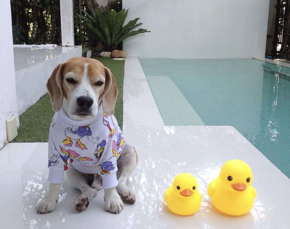 Beagle in its daisy printed sweater while sitting on the floor with two duck squishy toys