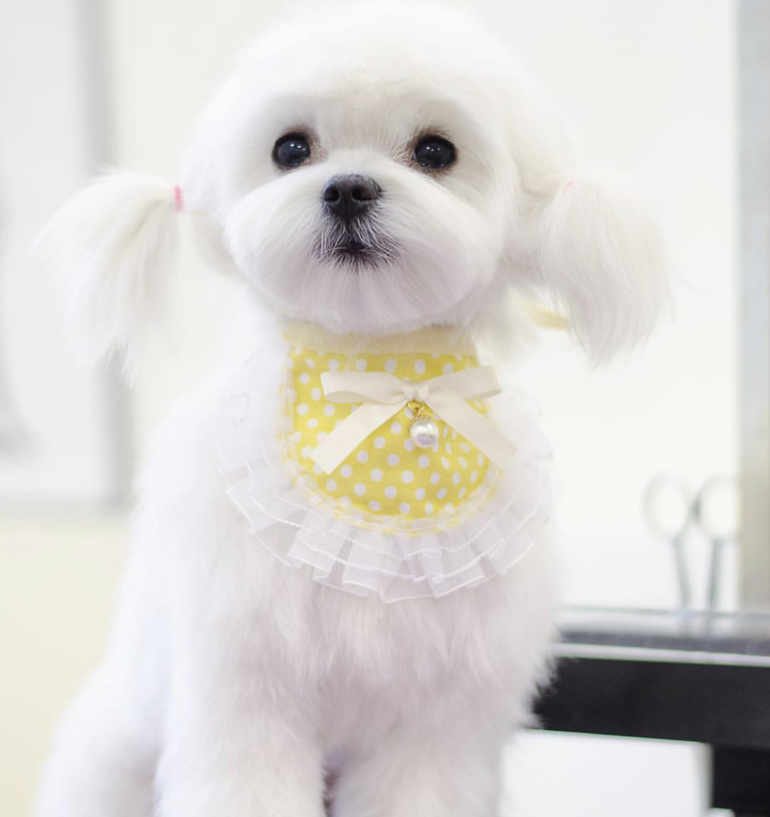 A Maltese wearing a cute yellow bib while sitting on the floor