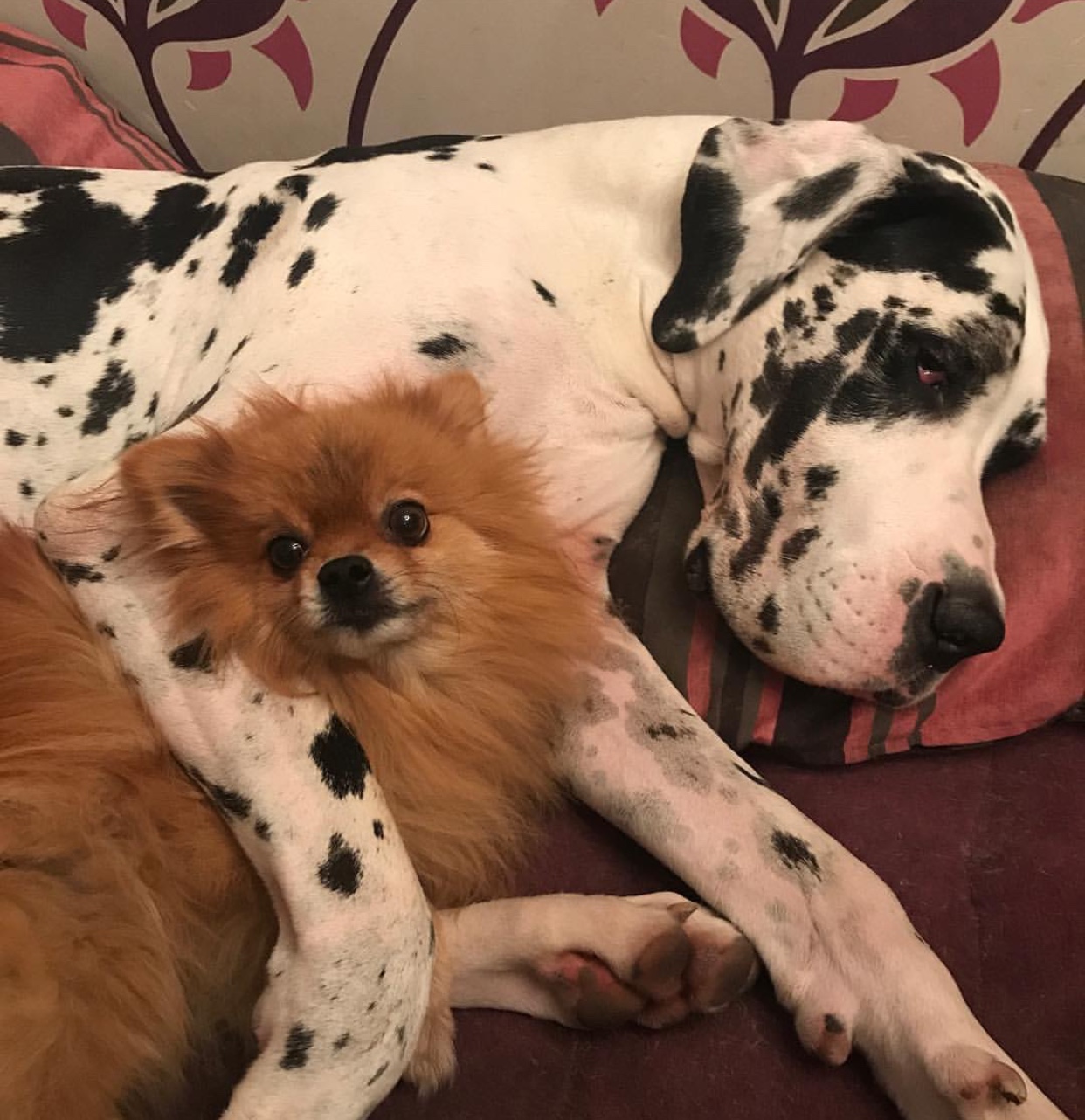 Great Dane lying on the couch with a Pomeranian lying in between its arms