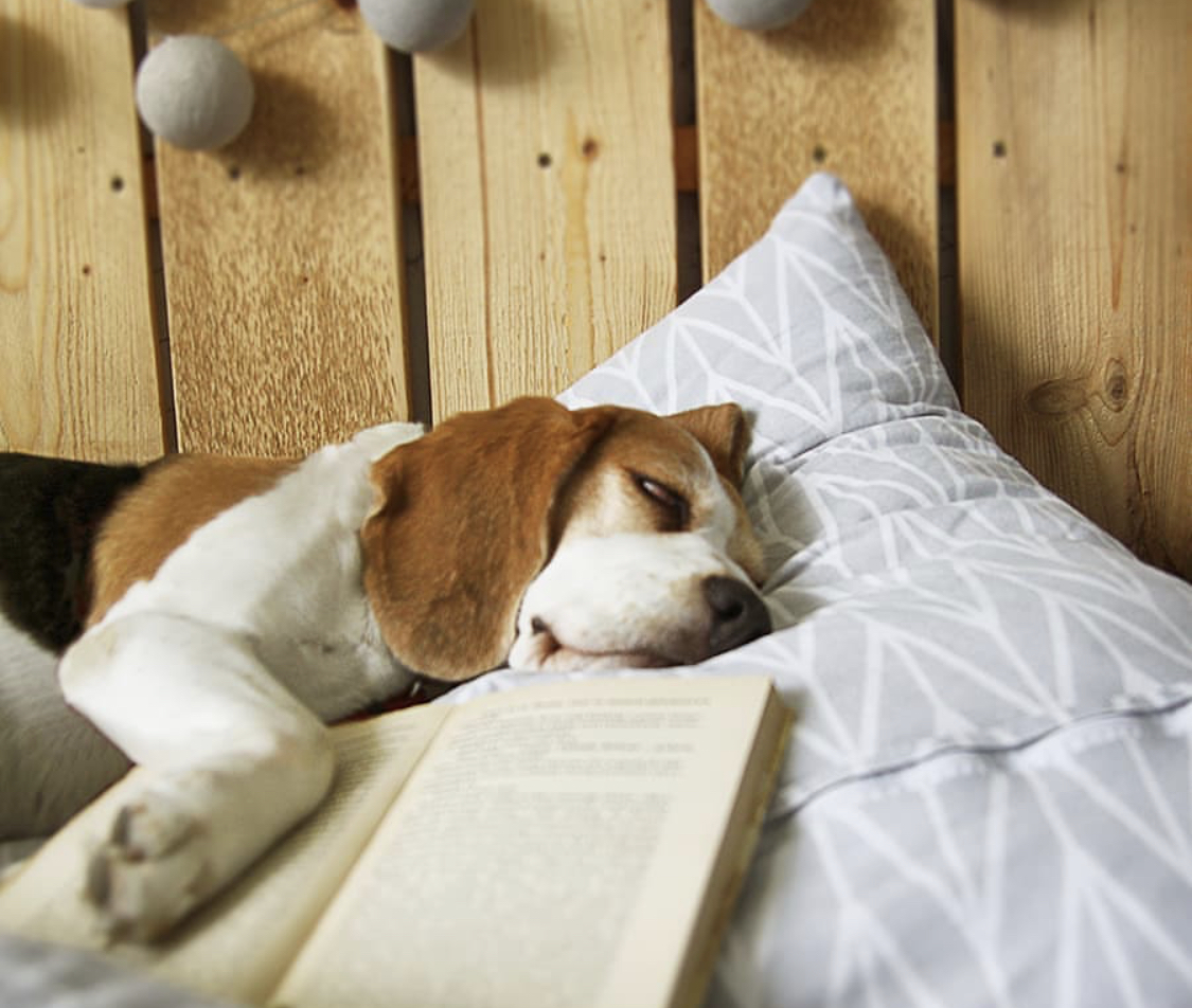 Beagle on the bed beside an open book