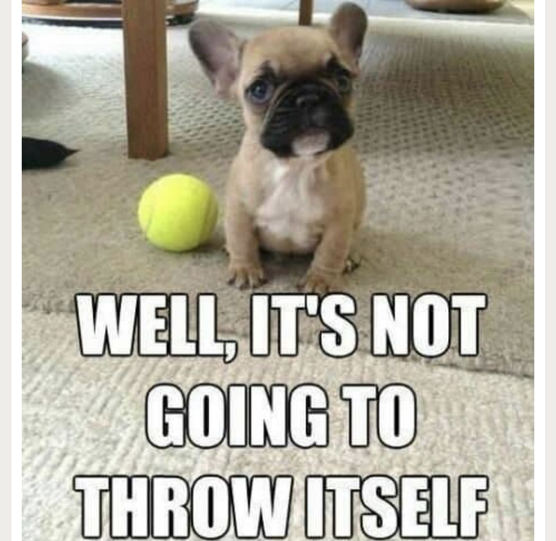 French Bulldog puppy sitting on the floor with a ball 