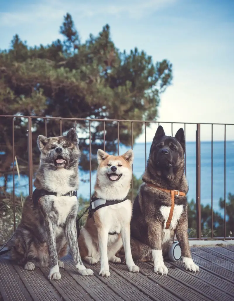 three Akita sitting on the wooden pathway by the beach