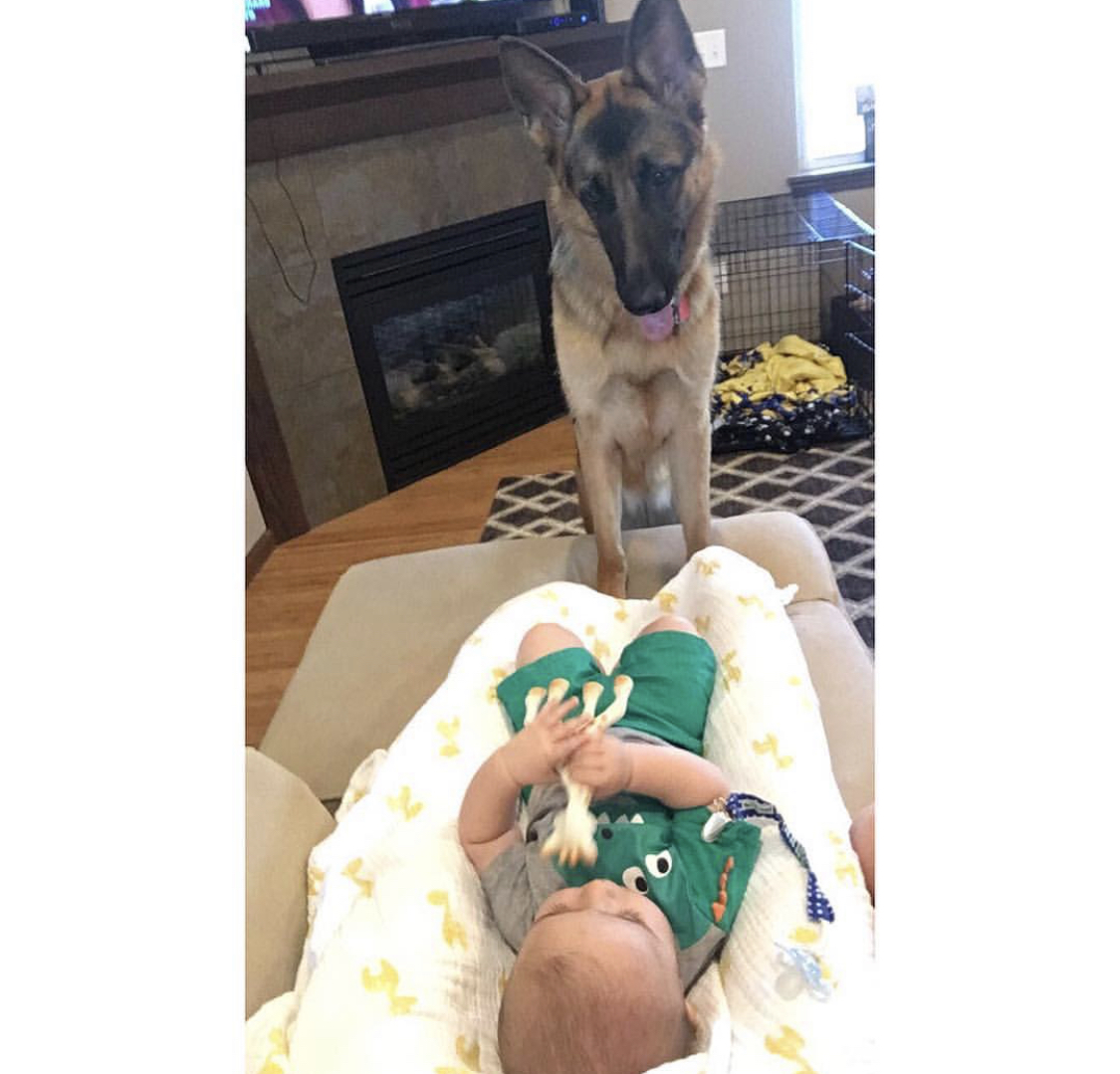 A German Shepherd standing on the floor while staring at the baby in the couch