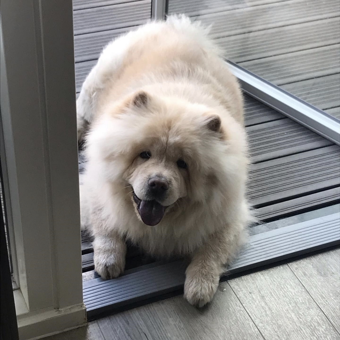 A Chow Chow lying in the front door while smiling with its tongue out