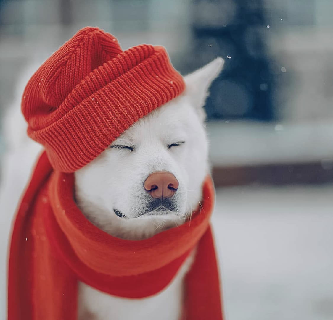 Akita in snow while wearing a red beanie and shawl around its neck with its eyes close