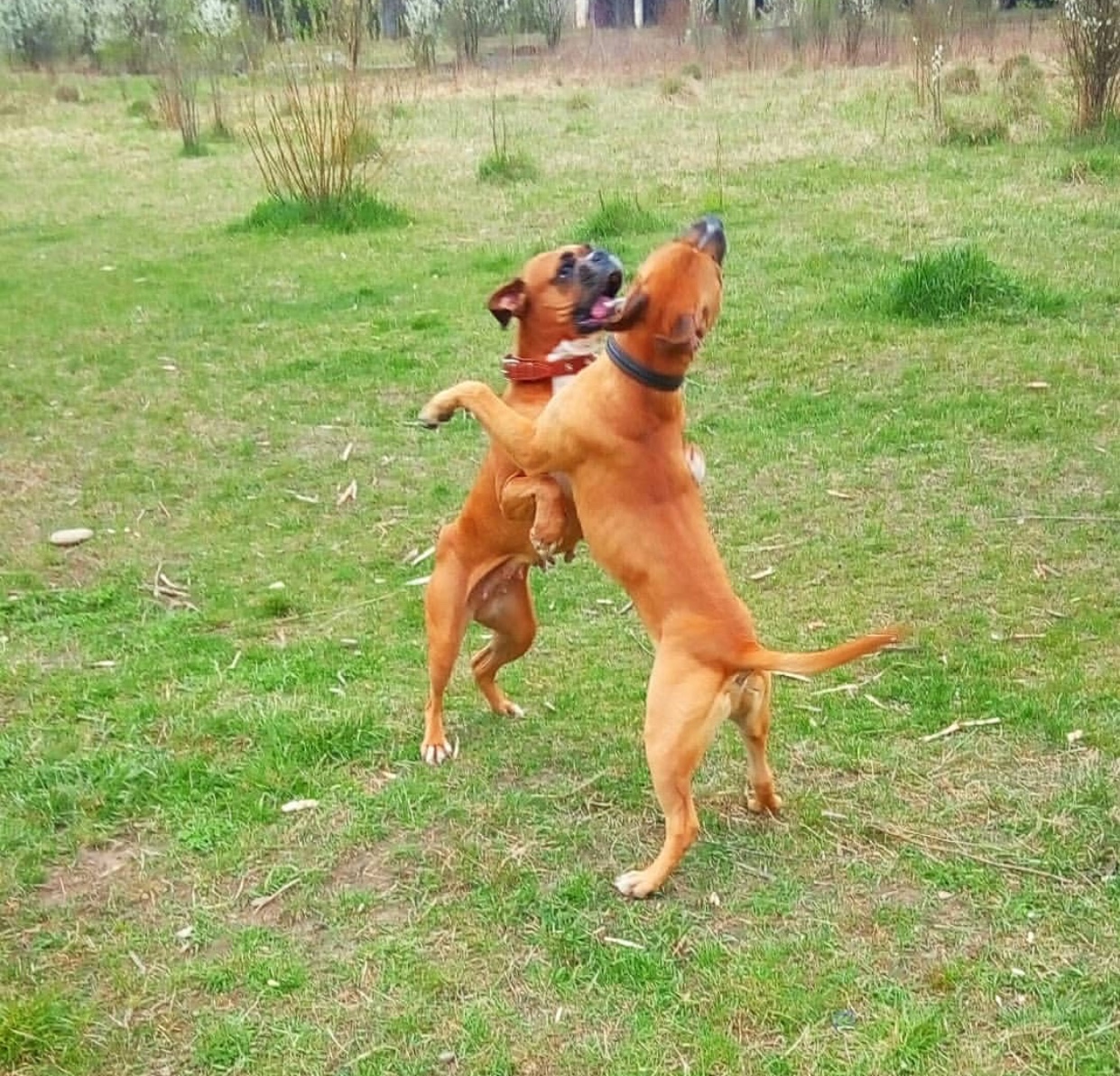 Two Boxer dogs standing up playing together at the park