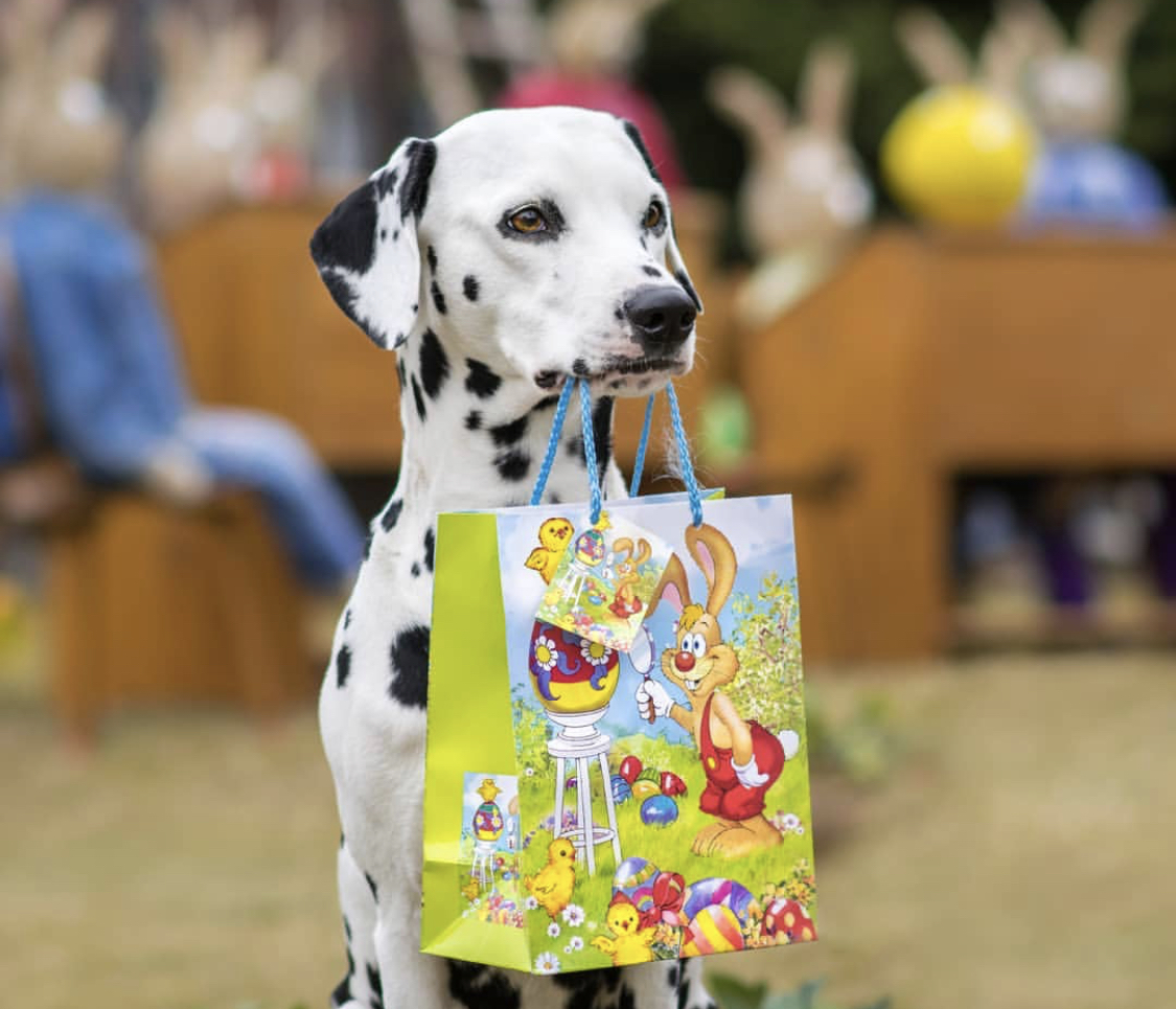 A Dalmatian holding a paper bag with its mouth