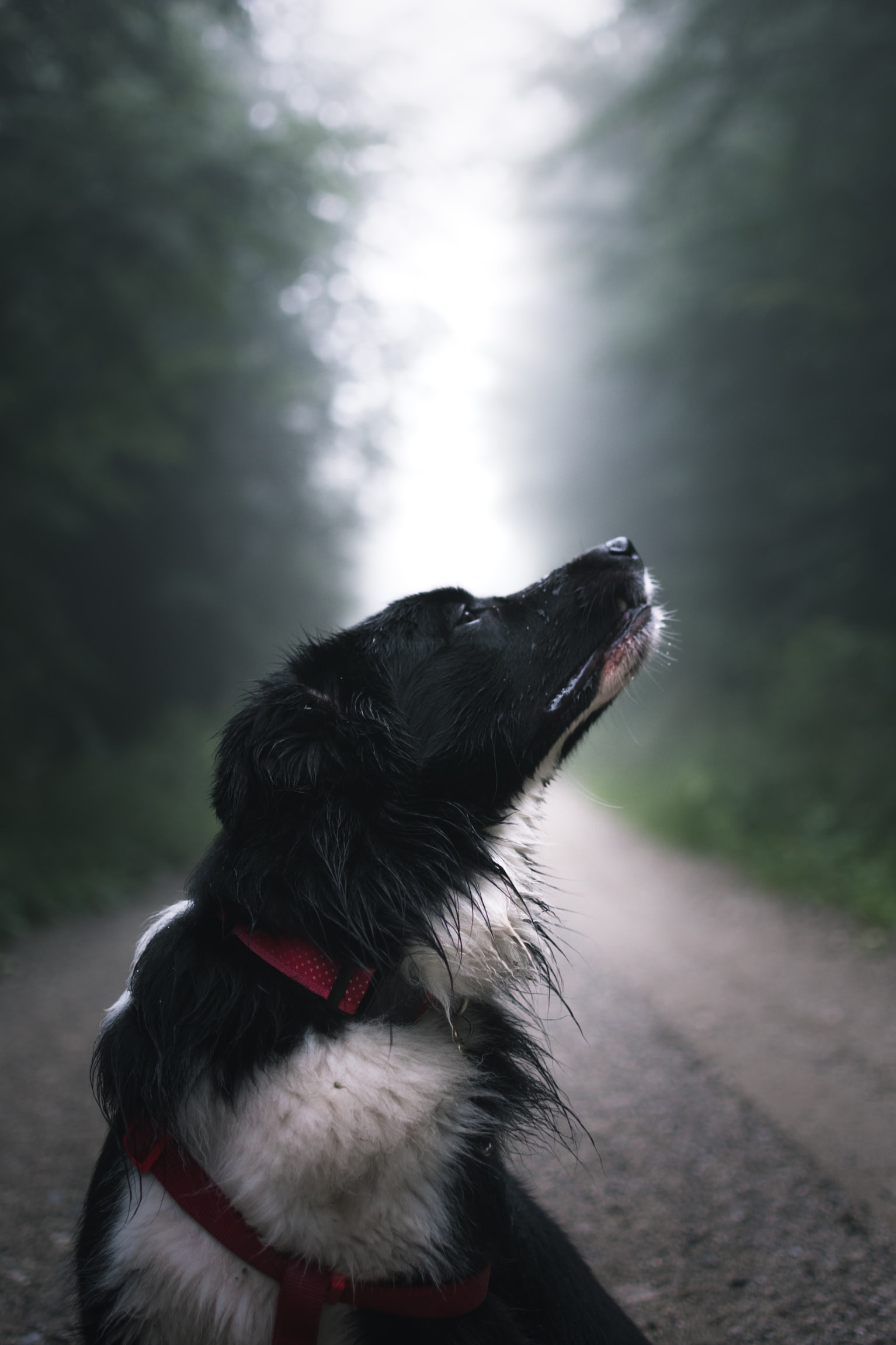 A Border Collie lying down on the road while smelling the air