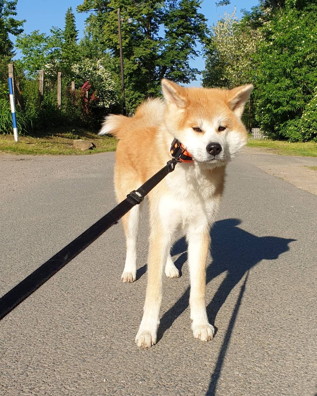 Akita standing on the road while its leash is being pulled