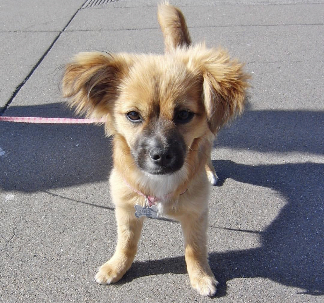 Pomshund standing on the concrete under the sun