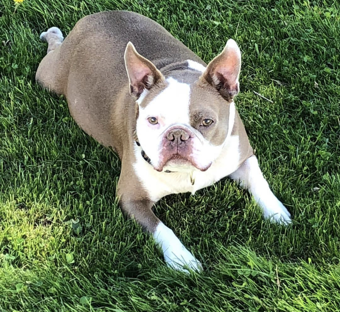 Froston Terdog lying on the green grass