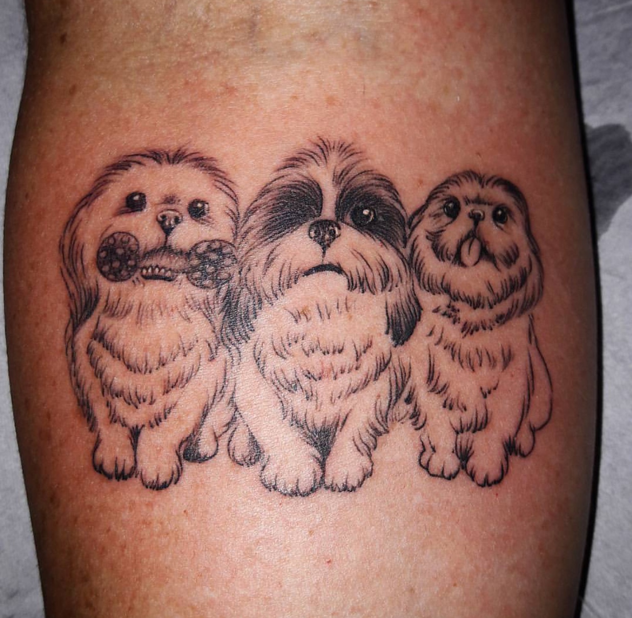 three sitting Shih Tzus tattoo on the forearm