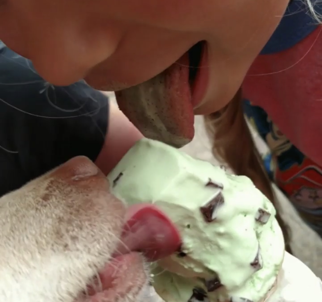 A Chihuahua licking an ice cream together with a woman