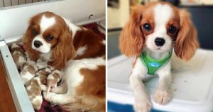 photo collage of cavalier king charles spaniel