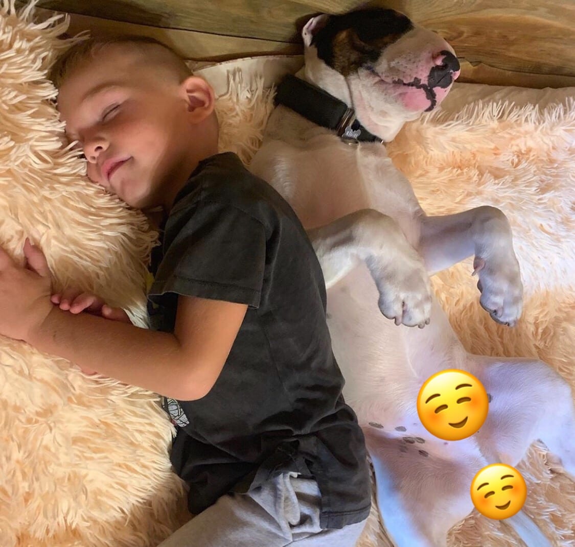 A Bull Terrier sleeping on the bed together with a kid