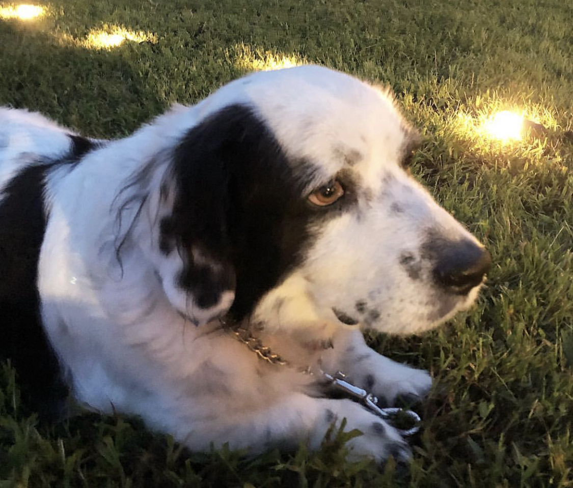 Basset Collie lying down on the green grass