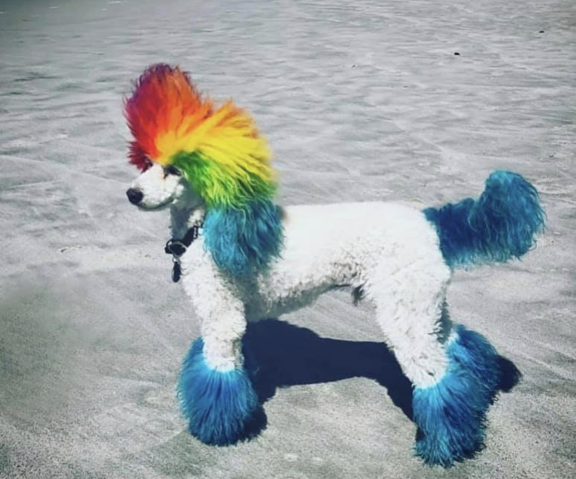 A white Poodle with colorful head and blue legs and tails while standing on the pavement
