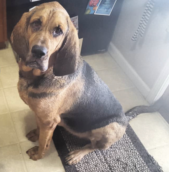 Rot Hound sitting on a carpet with its sad face