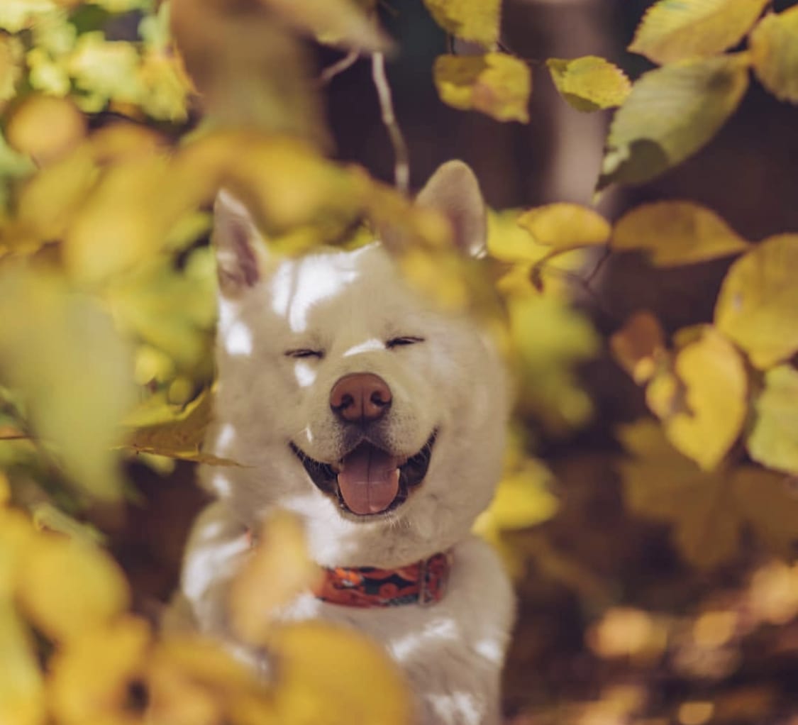An Akita in between the dried leaves while smiling