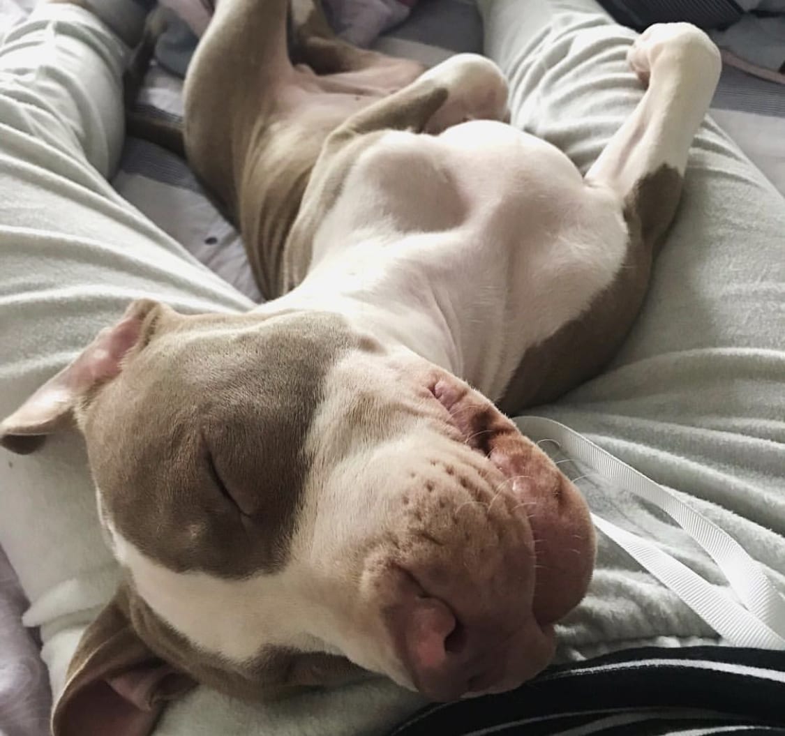 A Pit Bull sleeping soundly in between the lap of the person lying on the bed
