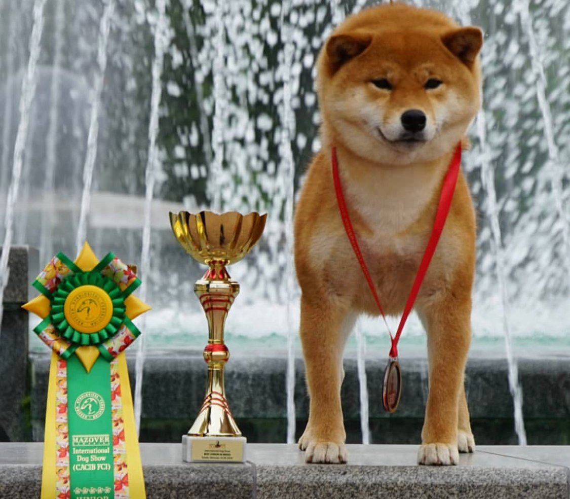 A Shiba Inu wearing a medal standing on top of the concrete bench next to its trophy and ribbon