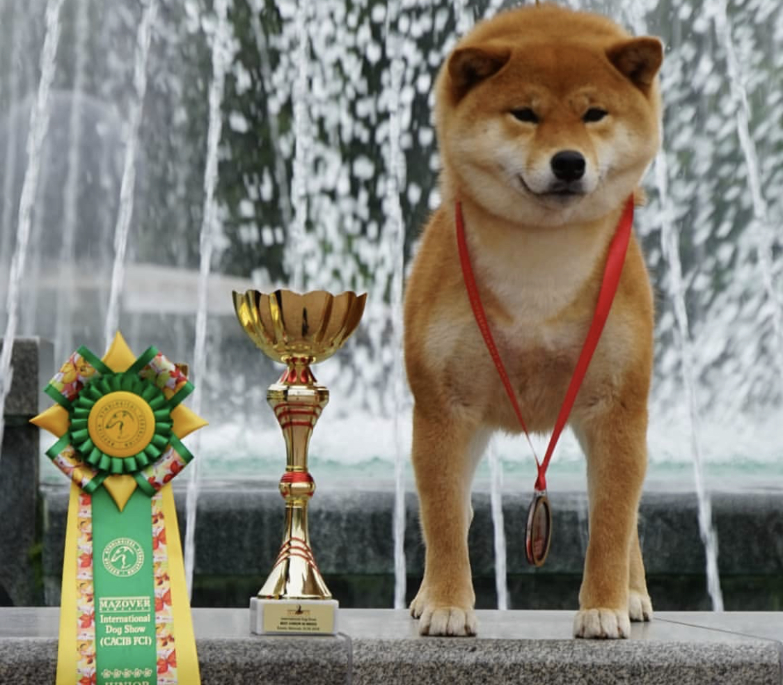 A Shiba Inu wearing a medal standing on top of the concrete bench next to its trophy and ribbon