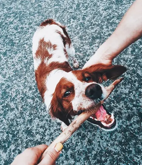 A Brittany biting the stick from the hand of a woman