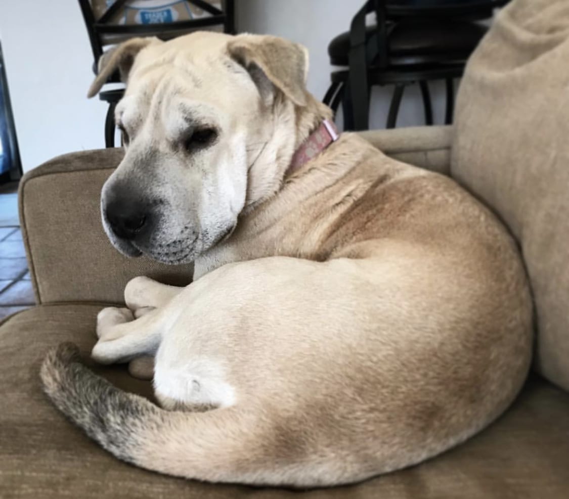 Shargi curled up on top of the couch