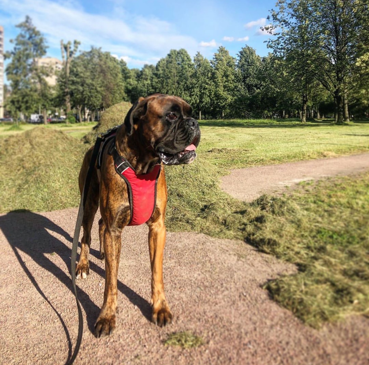 A boxer dog standing on the ground at the park
