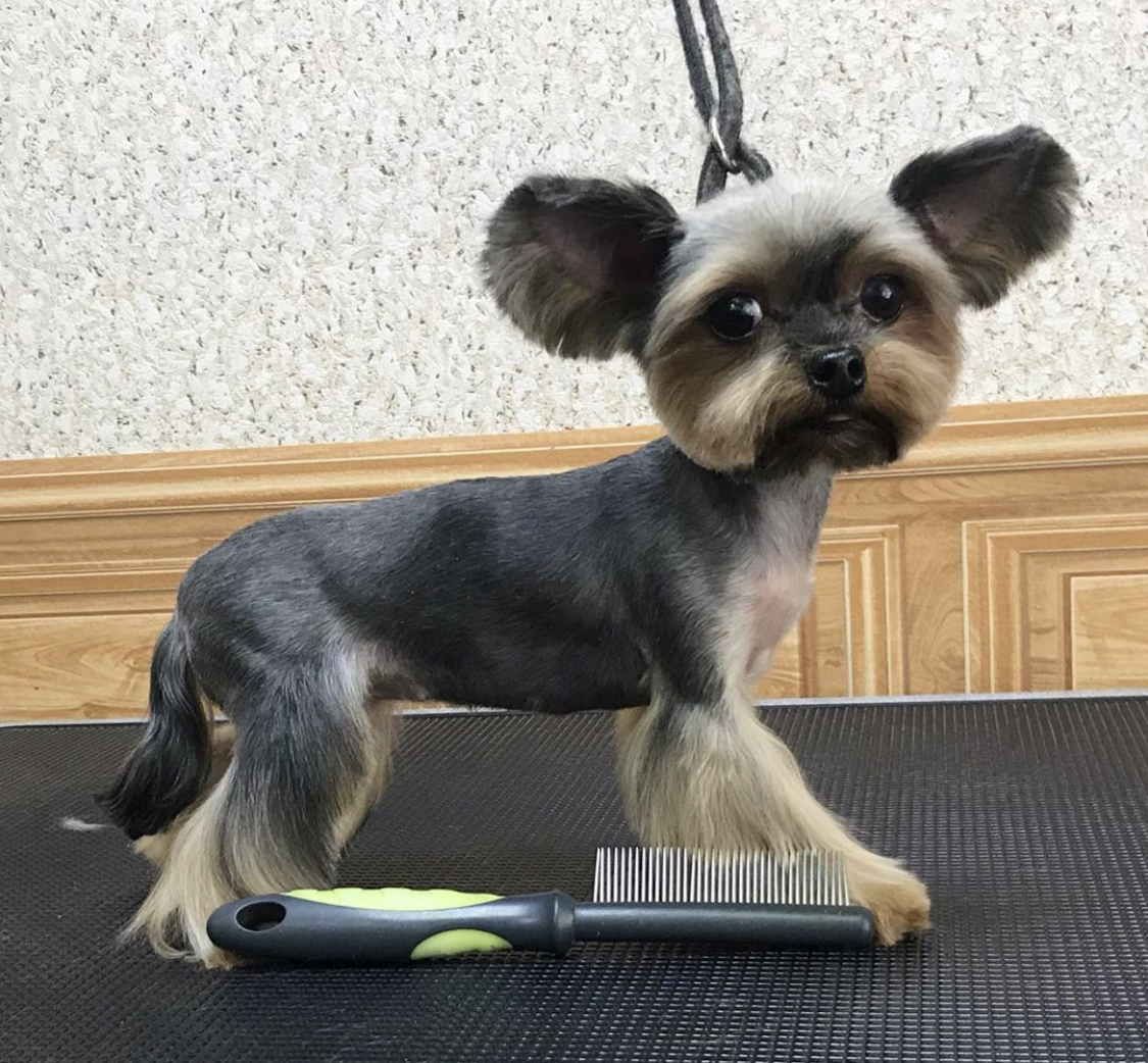 Yorkshire Terrier standing sideways on top of the grooming table with a comb in front of him