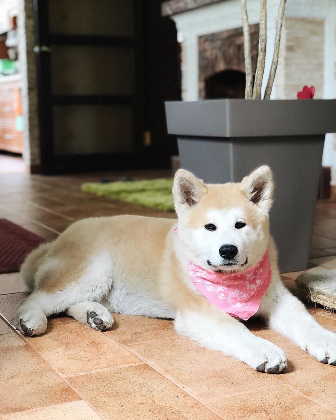 Akita wearing a pink scarf while lying on the floor