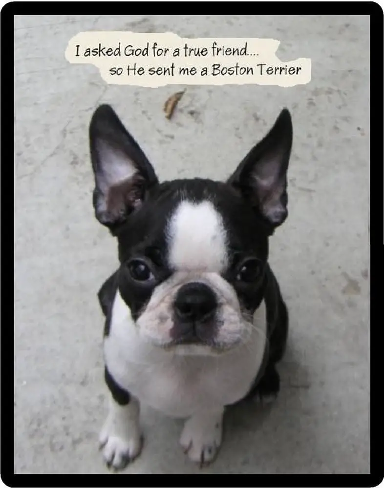 Boston terrier photo with a quote that says 