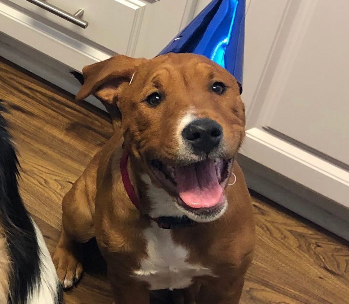 A Bull Terrier Rottweiler mix sitting on the floor while smiling