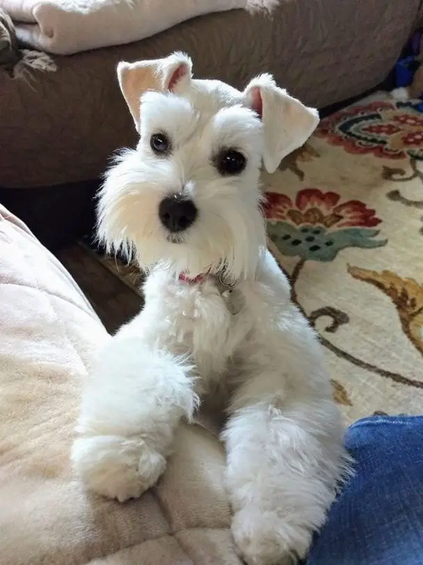 white Schnauzer dog with a cute begging face