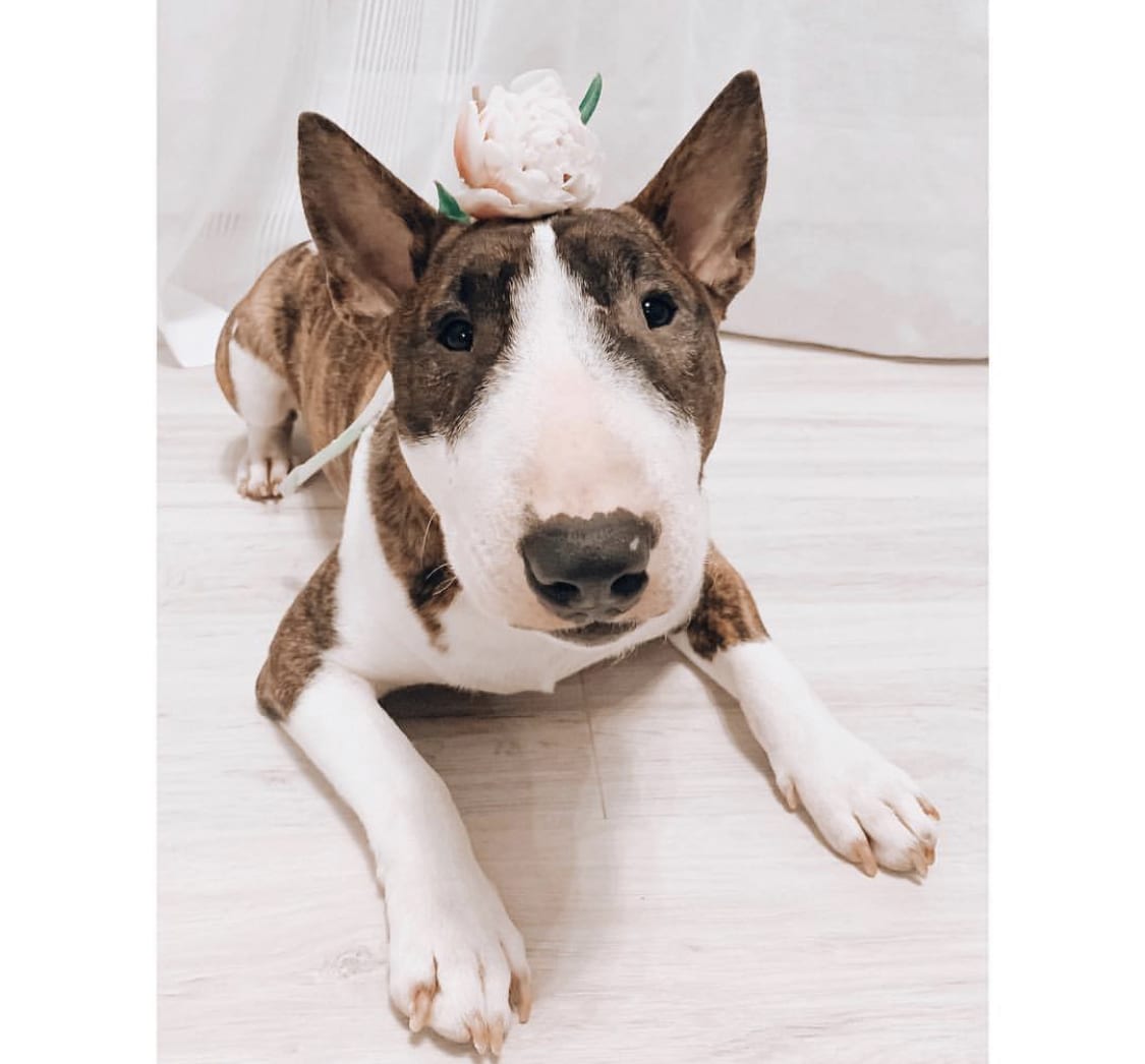 A Bull Terrier with a flower on top of its head while lying on the floor