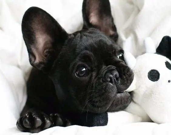 black French Bulldog Puppy chewing a stuffed toy