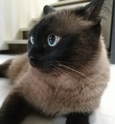 A Siamese Cat lying on the floor while looking sideways