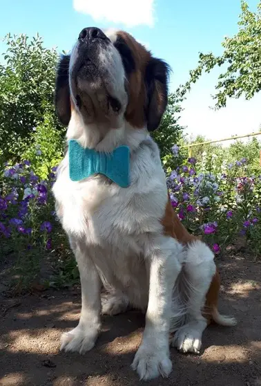 A St. Bernard wearing a blue bow tie while sitting in the garden