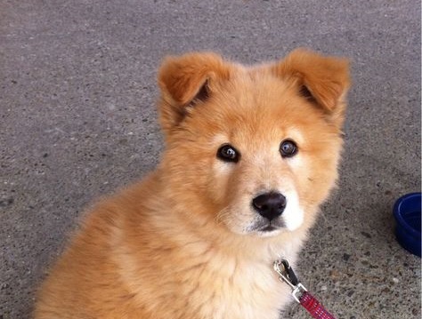 akita inu chow chow mix