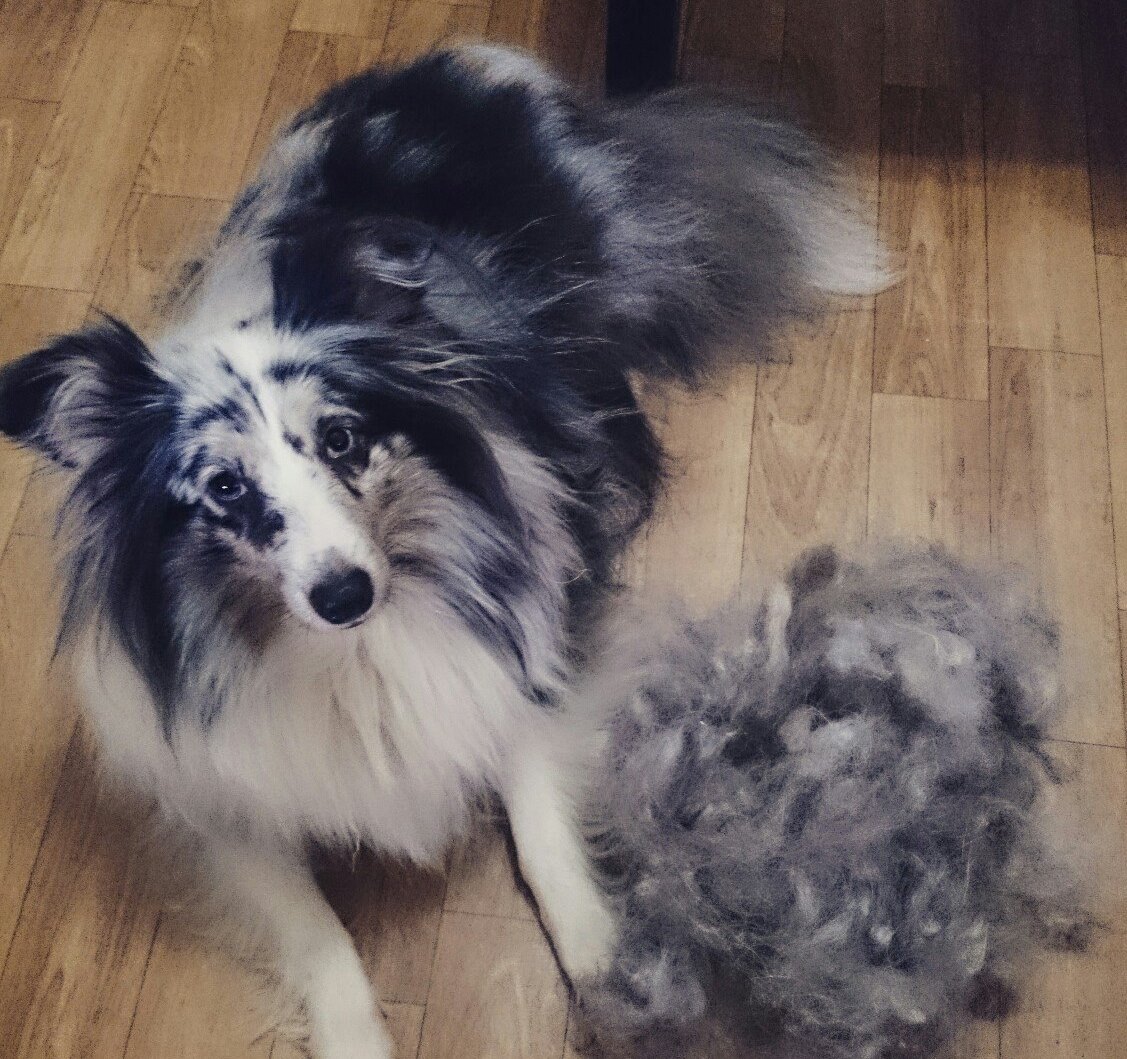 A Shetland Sheepdog lying on the floor next to a pile of shed fur