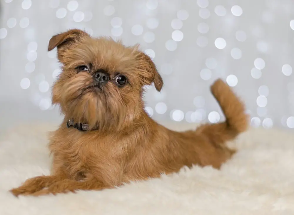 A Brussels Griffon lying on top of the fluffy bed and with sparkle background