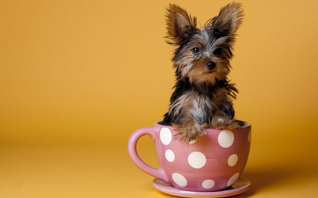 A Yorkshire Terrier in a cup