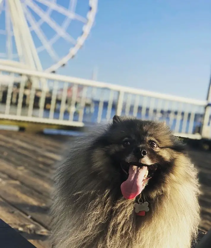 A Keeshonden standing on the wooden bridge with a ferris wheel behind him