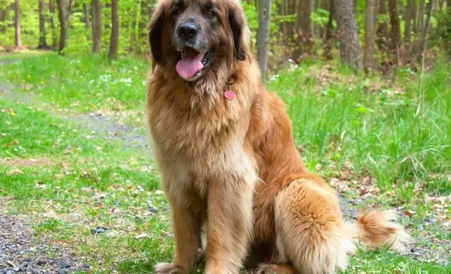 A Leonberger sitting in the forest while smiling