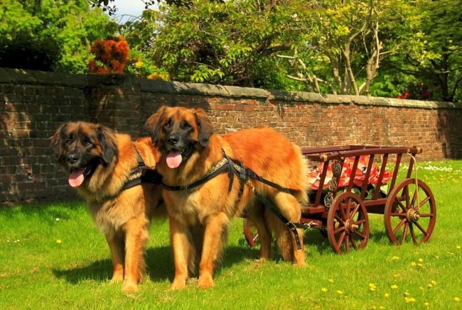 two Leonbergers standing in the yard while wearing a harness connected to the cart behind them