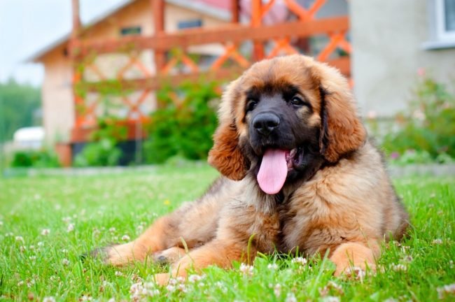 A Leonberger puppy lying on the grass while panting