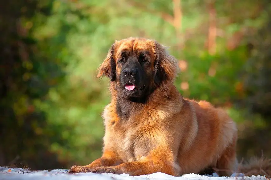 A Leonberger lying on the ground in the forest