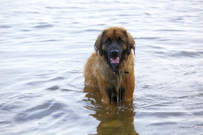 A Leonberger standing in the ocean